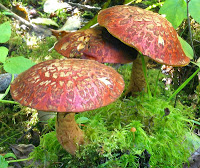 Kindom Fungi