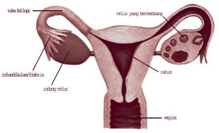Sistem reproduksi pada wanita