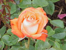 Mawar (Rosa canina)