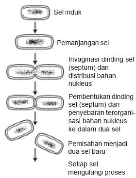 Reproduksi Bakteri