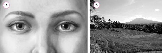 (a) Mata kiri dan kananmu dapat melihat (b) pemandangan dengan sempurna